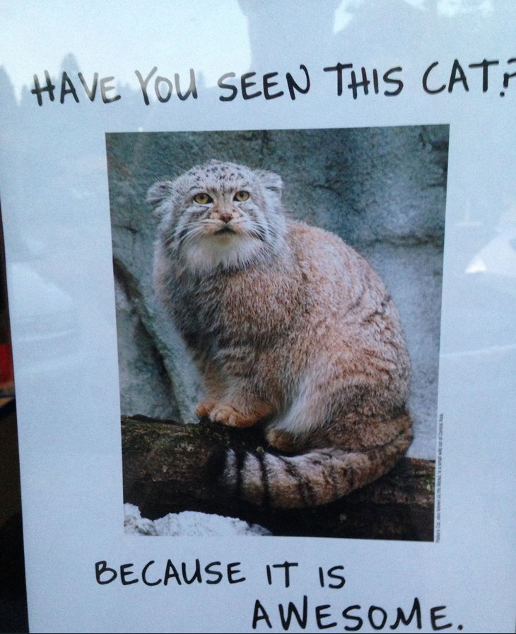 photo of a poster with a picture of an animal which may or may not be a cat. top text: have you seen this cat? bottom text: because it is awesome.