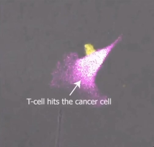 T-cell fights a Cancer cell